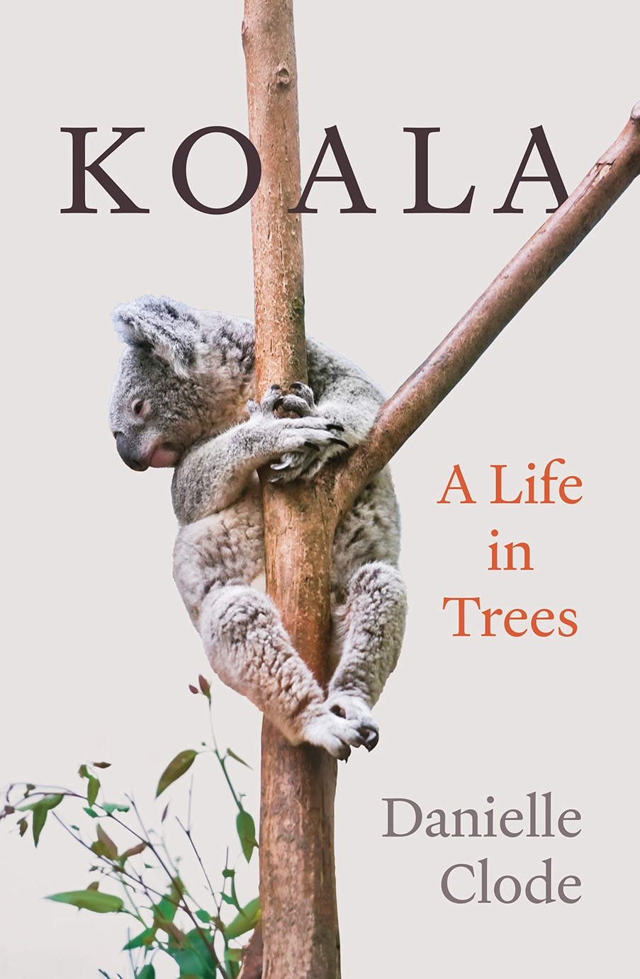 Koala: A Life in Trees by Danielle Clode - Good Reading Magazine